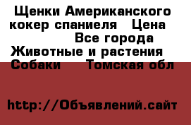 Щенки Американского кокер спаниеля › Цена ­ 15 000 - Все города Животные и растения » Собаки   . Томская обл.